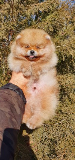 Teddybear Pomeranian Boo 2