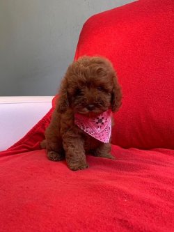 Sevi̇mli̇ Toy Poodle Yavrularımız 3