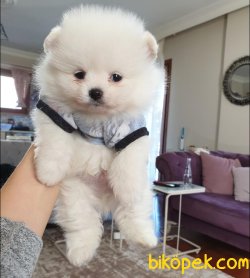 Pomeranian Mini Ayıcık Yavrularımız 2