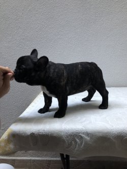 Fcı A Class Secereli Belgeli Show Kalite French Bulldog Yavruları 4