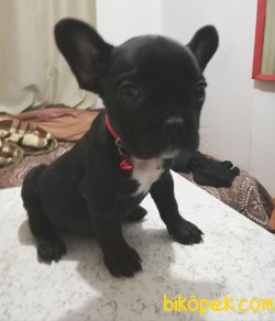 Erkek Tiger French Bulldog Yavrumuz 4