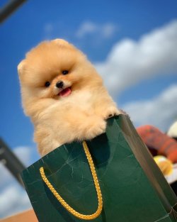 Aynı Gün Kapıda Ödemeli Gönderim Ile Pomeranian Boo Yavrularımız 1