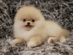 Ayı Surat Boo Pomeranian Yavrular 1