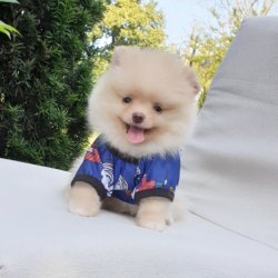 Orjinal Pomeranian Boo Yavrularımız 2