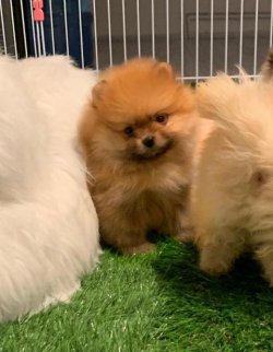 Orji̇nal Pomerani̇an Boo Yavrularımız 3