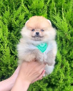 Orji̇nal Pomerani̇an Boo Yavrularımız 4