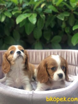 Süper Kalite King Charles Cavalier Yavrularımız Mağazamızda 3