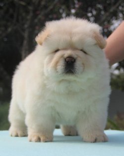 Ruhsatlı Köpek Çiftliğinden A Kalite CHOW CHOW Yavru 2