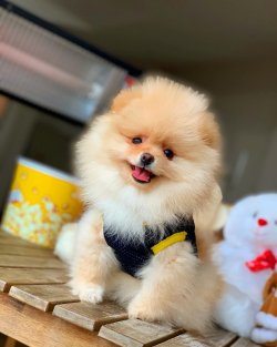 Muhteşem Showclass Pomeranian Boo Büyümeyen Cins 4