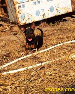Orjinal Pinscher Yavrularımız 1