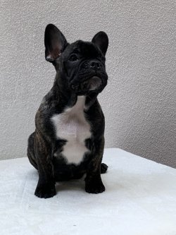 Fcı A Class Secereli Belgeli Show Kalite French Bulldog Yavru 3
