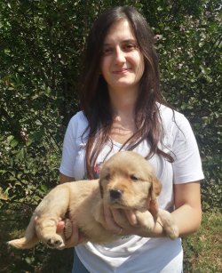 Zeka Küpü Golden Retriever Yavruları 1