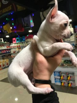 Chihuahua Yavrularımız Son Kalite 3