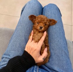 Red Toy Poodle Yavrular 1