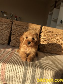 Anne Altından Toy Poodle 2