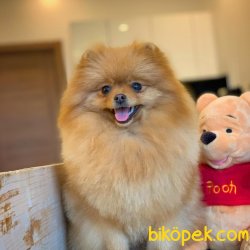 Safkan Büyümeyen Cins Beyaz Pomeranian Boo Yavrularımız İ̇çin İ̇l 4
