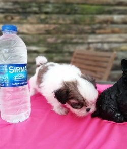 Sevimli Shih Tzu Yavruları 4