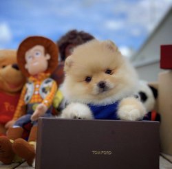 Özel Teddybear Yüz Yapısına Sahip Pomeranianboo 1
