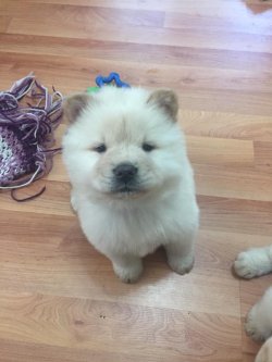 Chow Chow Yavruları 2