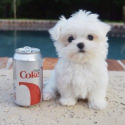 Mini Boy Maltese Yavrumuzz 1