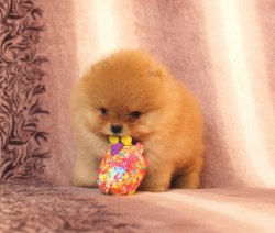 AYI SURAT POMERANİAN  BOO YAVRULARIMIZ SHOW KALİTE 2