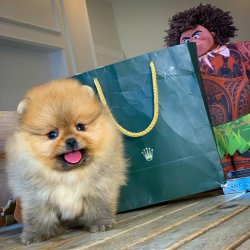 Gülen Surat MiniBoy PomeranianBoo Oğlumuz 2