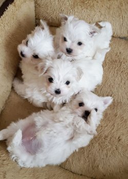 Maltese Terrier Yavrularımız 2