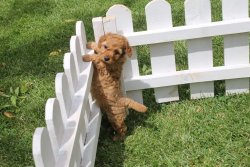 TOY POODLE YAVRULARIMIZ 1