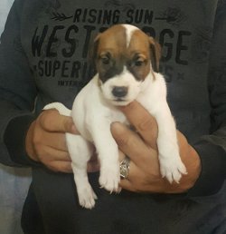 Jack Russell Terrier 2