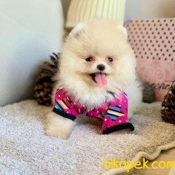 Pomeranian Boo Irk Ve Sağlık Garantili Ayicik Tip Yavrularımız 1