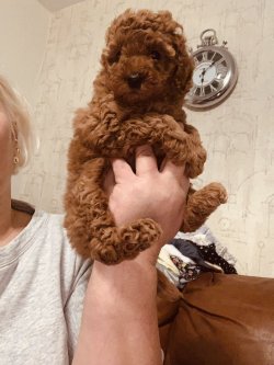 TOY POODLE RED VE Apricot BEBEKLERİMİZ 2