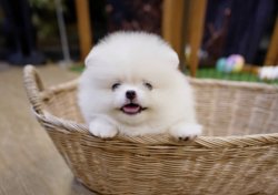 Pomeranian Boo Safkan Ayıcık Tip Gulen Surat Yavrularimiz 1