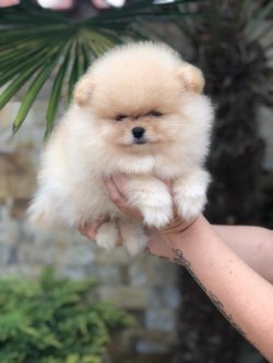 En Iyi Fiyat Garantisi Ile Pomeranian 1