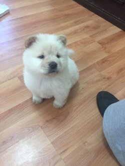 Irk Ve Sağlık Garantili Chow Chow Çi̇n Aslanı Yavruları 2