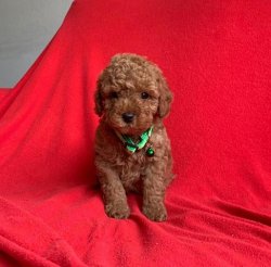 Sevi̇mli̇ Toy Poodle Yavrularımız 2