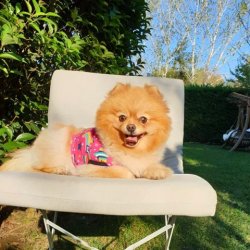 Orji̇nal Pomerani̇an Boo Yeti̇şki̇nleri̇mi̇z 3