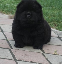 Siyah Chow Chow / Çin Aslanı Yavruları (UYGUNDUR ) 3