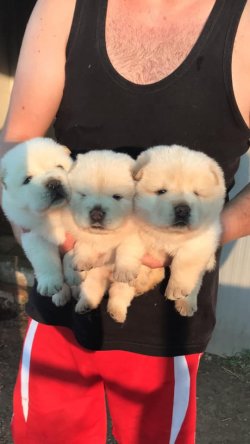Beyaz Chow Chow Yavrularımız 3