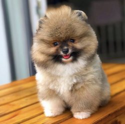 Sıfır Burun Orijinal  Teacup Boy PomeranianBoo Oğlumuz 2