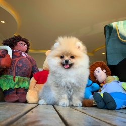 Güncel TeddyBear Yavrularımız Için İletişime Geçiniz 3