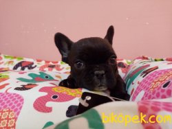 Süper Kalite Franch Bulldog Yavrularımız Petonya Farkı Ile Mağaza 5