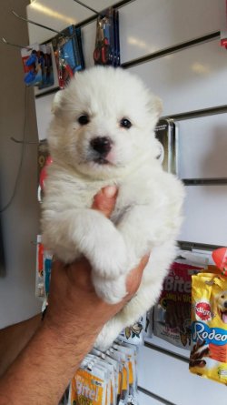 Samoyed Yavrularımız Irk Garantilidir 3