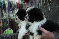 Shih Tzu Yavrumuz 5