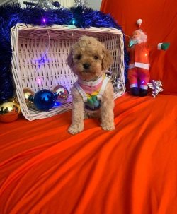 SAFKAN TOY POODLE YAVRULARIMIZ 3