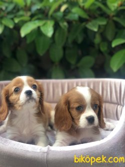 Süper Kalite King Charles Cavalier Yavrularımız Mağazamızda 1