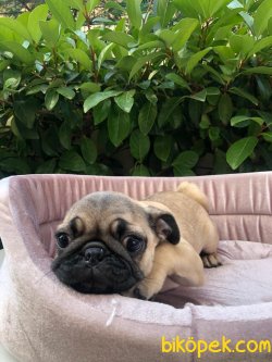 Süper Kalite Cream Color Simit Kuyruk Pug Yavrularımız Geldi 4