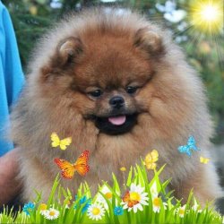 POMERANİAN BOO 1