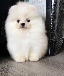 Safkan Traşlı Pomeranian Boo Yavrularimiz 2