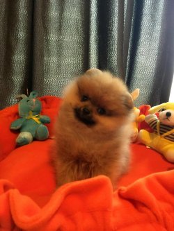 Üreticiden Mükemmel Safkan Irk Garantili Pomeranian Yavrularimiz 4