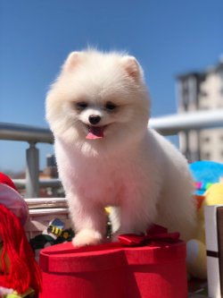 Pomerani̇an Boo 2